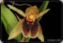 Coelogyne ovalis